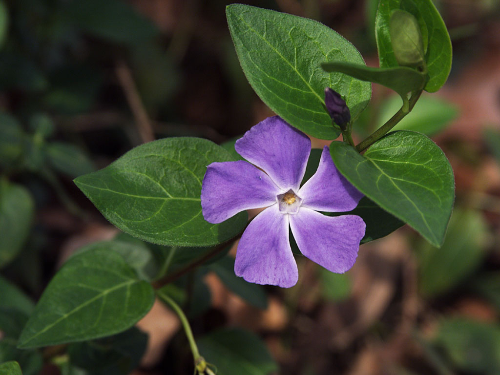 vinca