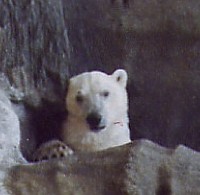 POLAR BEAR