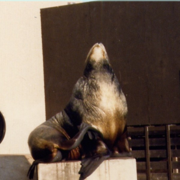 seal