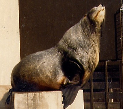 seal